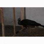 Яванский или зеленый павлин (Pavo muticus)