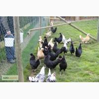 Куры породы Аппенцеллер (Appenzeller)