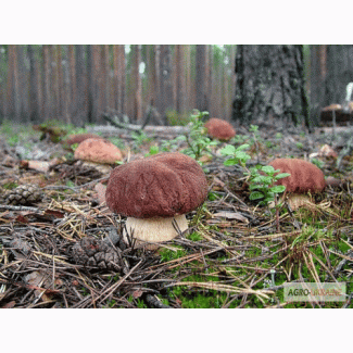 Семена белых грибов для посева на участках, в помещениях, в питомниках с гарантией