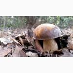 Семена белых грибов для посева на участках, в помещениях, в питомниках с гарантией