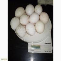 Инкубационное яйцо несушки