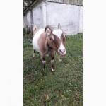Продам кози срочно