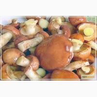 Продам гриби: Маслюк варений (Маслёнок)