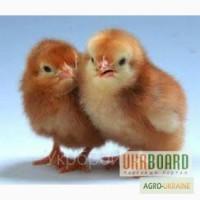 Продам цыплят ломан браун