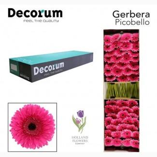 Gerbera, Гербера, ОПТ, Киев, Украина, к 8 Марта, до 8 Березня
