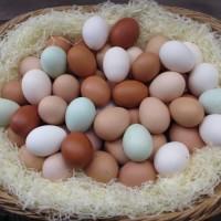 Инкубационное яйцо породы голубой фаворит