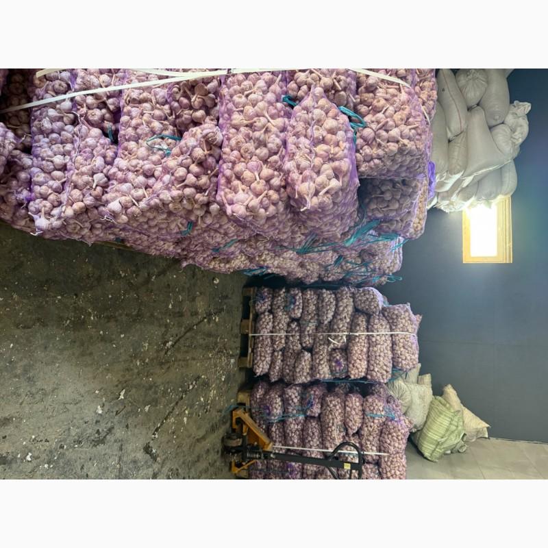 Фото 6. Продам ОЗИМИЙ часник