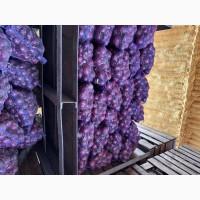 Продаємо червоний лук Марс оптом