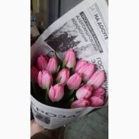 Продам луковицы