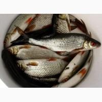 Продам карася, окуня, платву