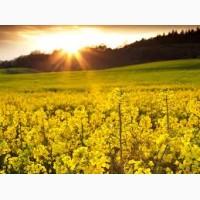 Закупаем Рапс продовольственный
