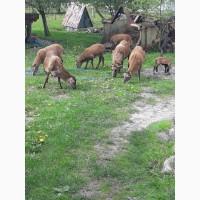 Продам вівці камерунські