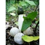 Продам настойку гриба веселка