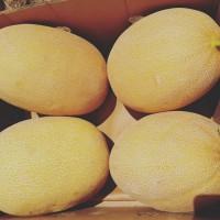 Продам дыню от поставщика С 3 тонны