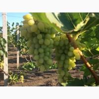 Продам виноград сорт Аркадия