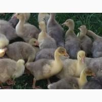 Продам інкубаційне гусяче яйце, Дацький Легарт
