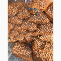 Продам волоський горіх (кругляк)