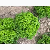 Голландський Салат Лолло Біонда