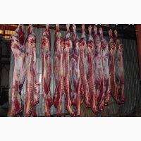 Продам мясо говядины, телятины. Тушками