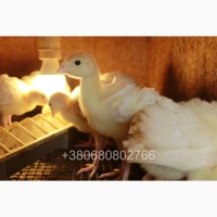 Продам подрощеных индюшат Биг 6