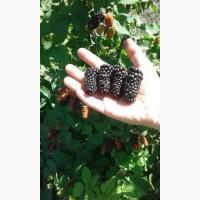 Продам ожину Блек меджик Карака блек продам ежевику