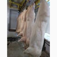 Продам свинину в полутушах