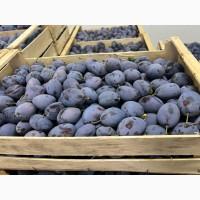 Продажа слива (разные сортов)