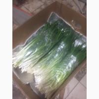 Зелёный лук