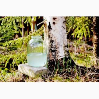 Свіжий сік березовий, кленовий