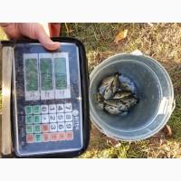 Мальок коропа, однорічка 35-40 грам