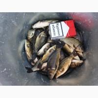 Мальок коропа, однорічка 35-40 грам