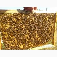 Продам бджолопакети