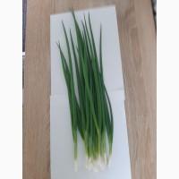 Продам цибулю перо Вулкан