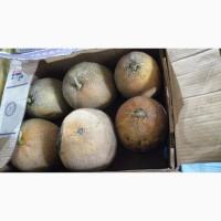 Продам кавун, диня з поля с.Злинка, Кіровоградська обл