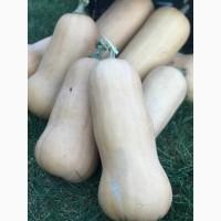 Гарбуз (тиква) кашовий МАТІЛЬДА