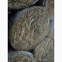 Продам сіно люцерни в круглих тюках