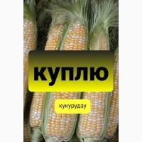 Куплю кукурудзу в качанах солодку