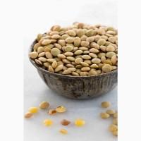 Продам боби, 26 т., Кіровоградська обл., с.Перегонівка