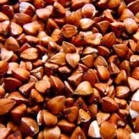 Продаж насіння гречки. Сертифікований посівний матеріал