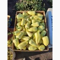 Продам перец, сори Алексий f1