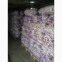 Продам чеснок Любаша. ОПТ. Одесская область