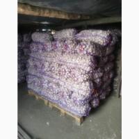 Продам чеснок Любаша. ОПТ. Одесская область