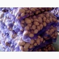 Куплю картоплю 2 сорт на держзакупівлі, програми підтримки