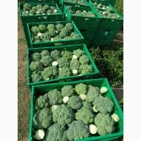 Продам капуста брокколі