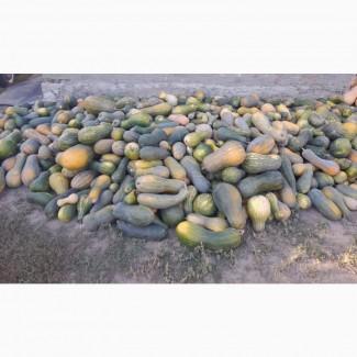 Продам кашові гарбузи на корм тваринам