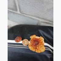 Гриб мухомор