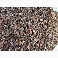 Зерно гречки на постійній основі купуємо. Дорого. По всій країні