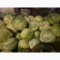 Капуста