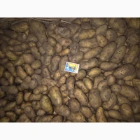 Продам картофель семенной