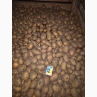 Продам картофель семенной